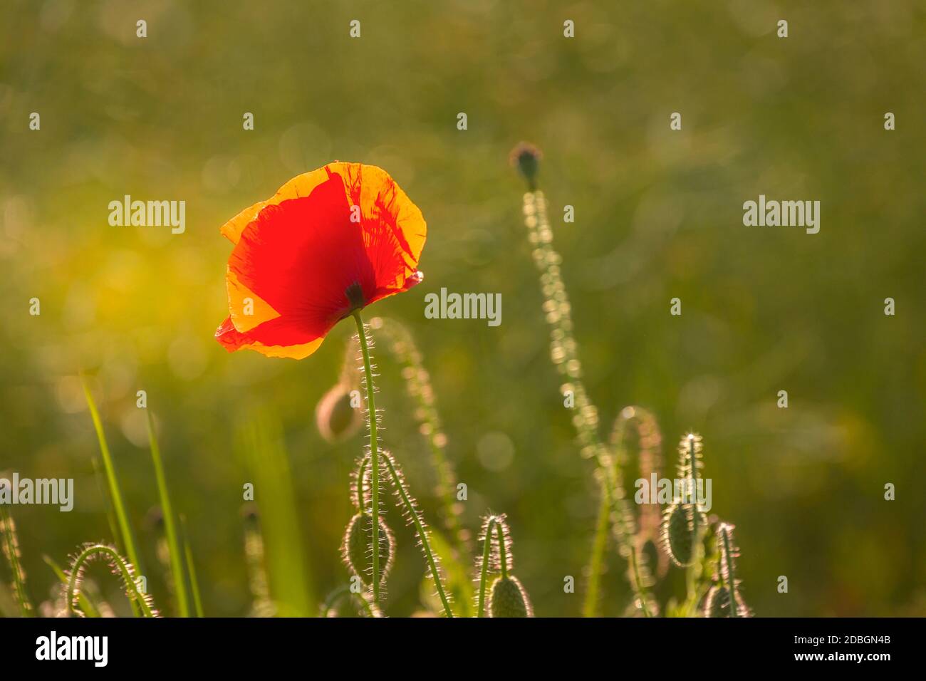 Cloes up von Mohn Blume in einer ländlichen Landschaft in Norddeutschland, perfekt für eine Grußkarte, Geschenktüte oder Kalender Bild Stockfoto