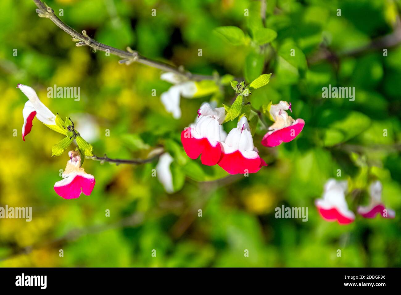 Salvia microphylla, bekannt als Myrte der Berge, kleine Laub, salvia heiße Lippen, Baby, schwarze Johannisbeere oder Grahams Salbei Stockfoto