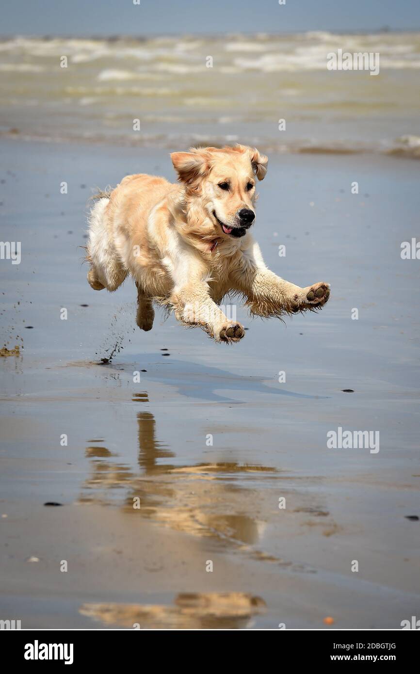 golden Retriever Hund läuft frei auf dem Strand springen Stockfoto