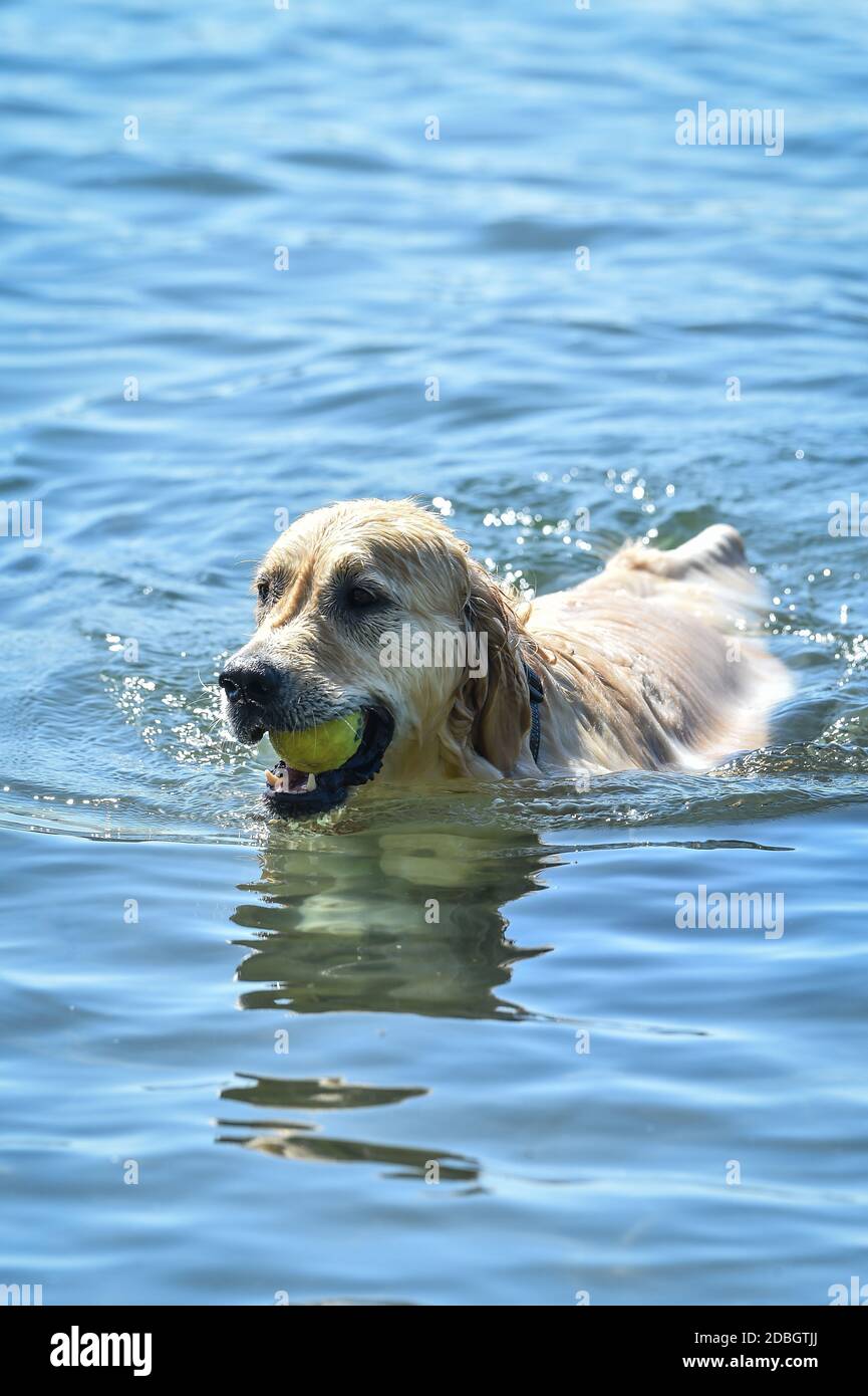 golden Retriever Hund schwimmt im Wasser und bringt einen Ball Zum Ufer Stockfoto