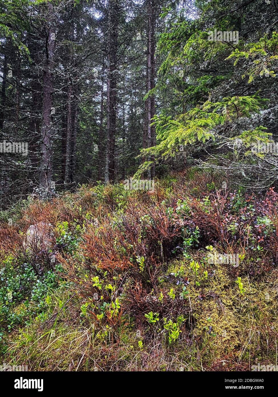 Nadelwald, schöne Landschaft mit Bäumen und Pflanzen Stockfoto