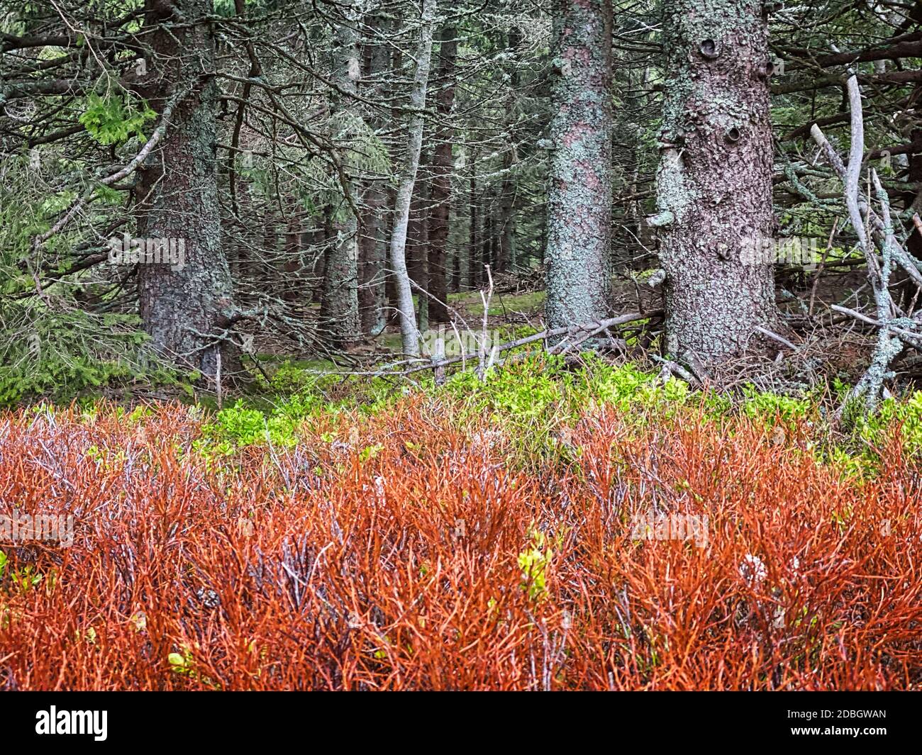 Nadelwald, schöne Landschaft mit Bäumen und Pflanzen Stockfoto