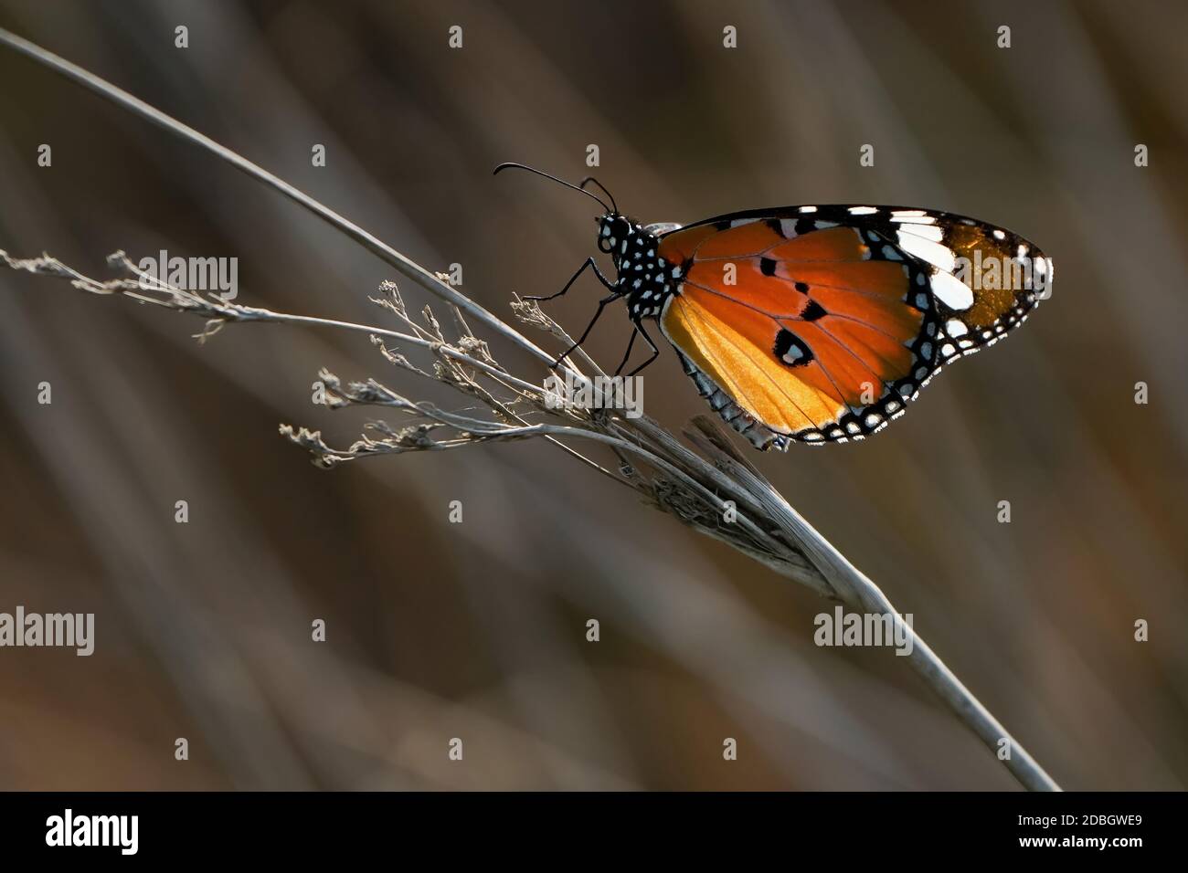 Einfarbiger Schmetterling des Tigers Stockfoto