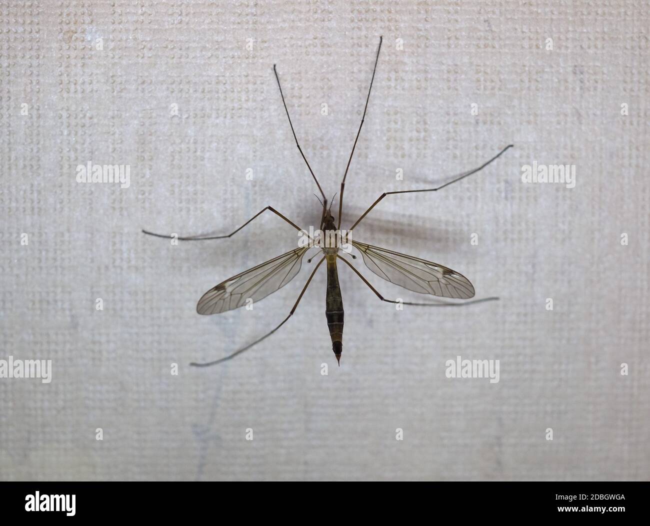 Kranfliegenmücke aka Papa Langbeine der Tierklasse Insecta (Insekten) Stockfoto