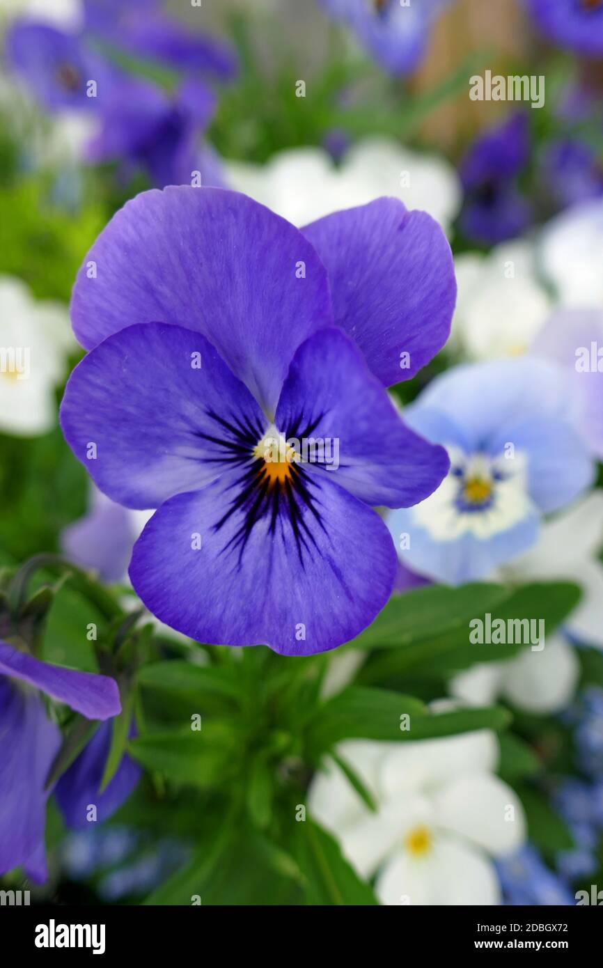 Viola cornuta alba Fotos und Bildmaterial in hoher Auflösung Alamy