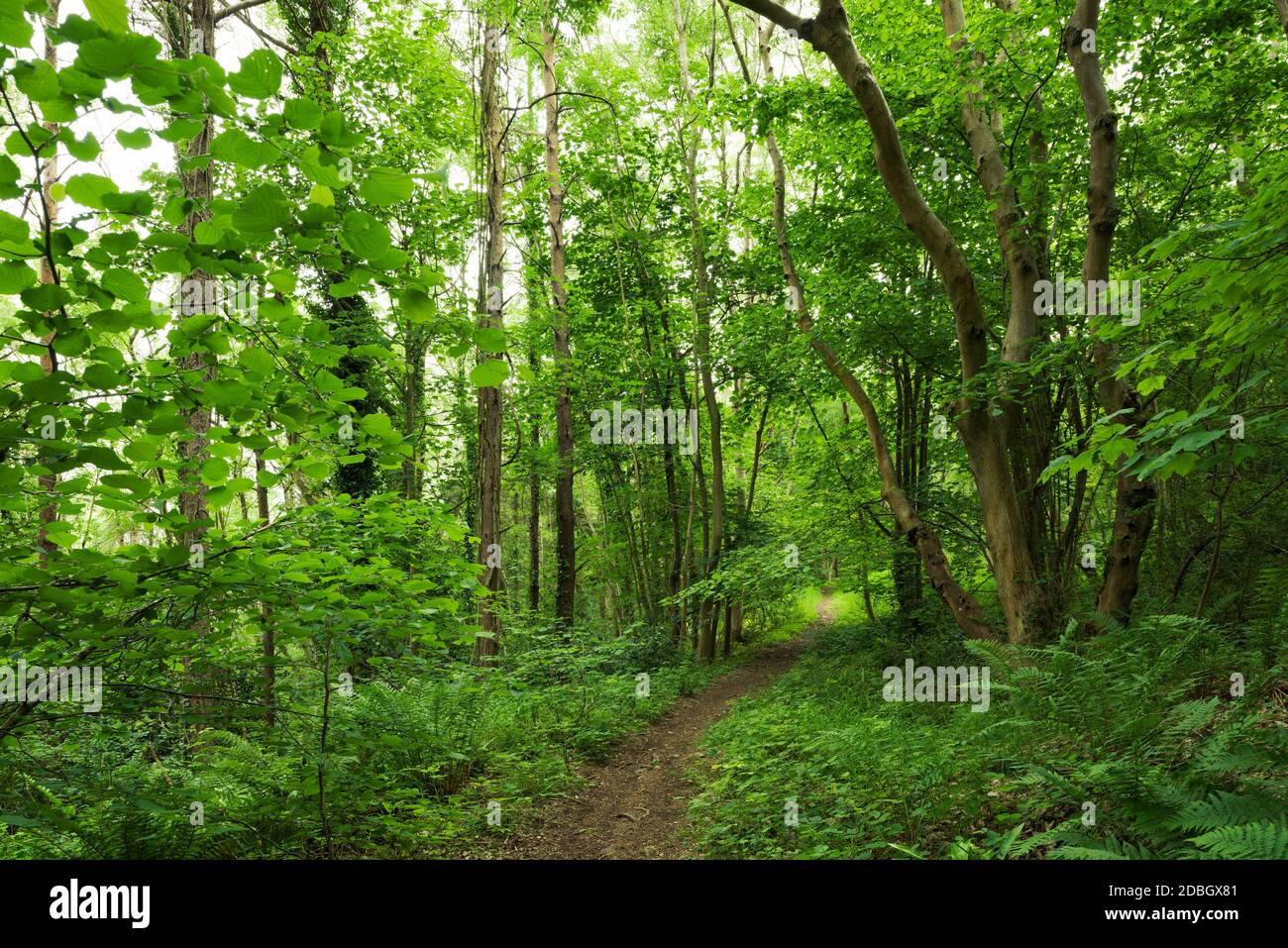 Laubwälder im Sommer bei Dolebury Warren in der Mendip Hills National Landscape, North Somerset, England. Stockfoto