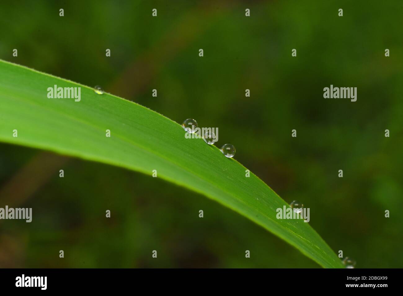 Wassertropfen auf einem grünen Rasen Stockfoto