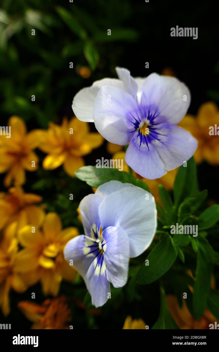 Gehörnte violette Blume Viola cornuta Stockfoto