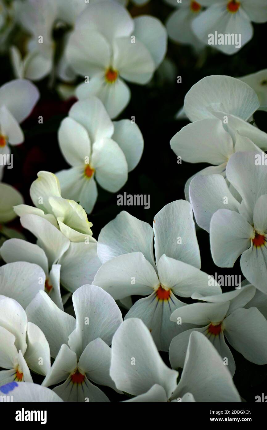 Gehörnte violette Blume Viola cornuta Stockfoto