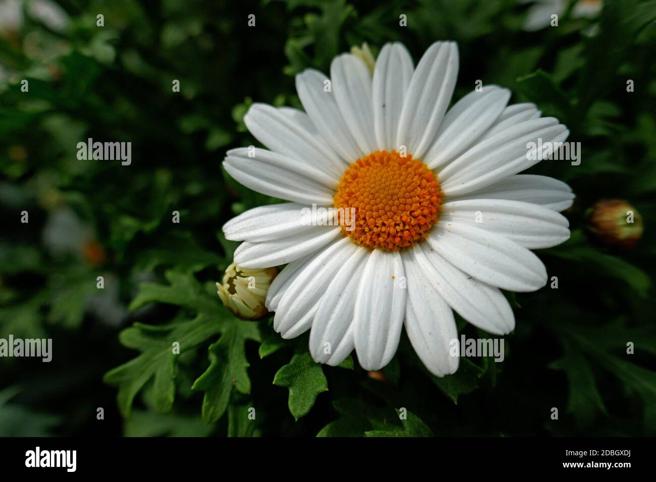 Weiße Strauch-Gänseblümchen Stockfoto