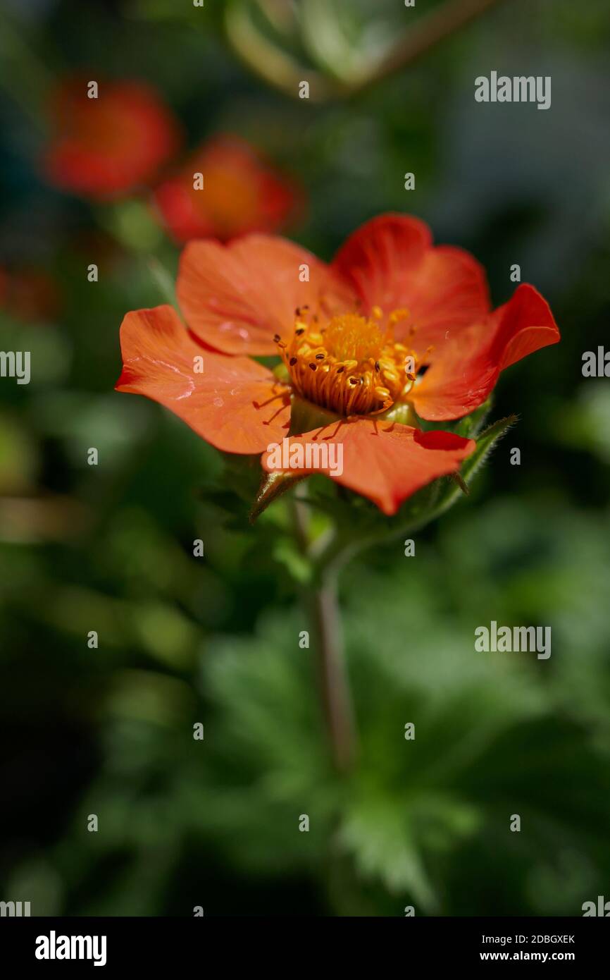 Geum coccineum Borisii Stockfoto