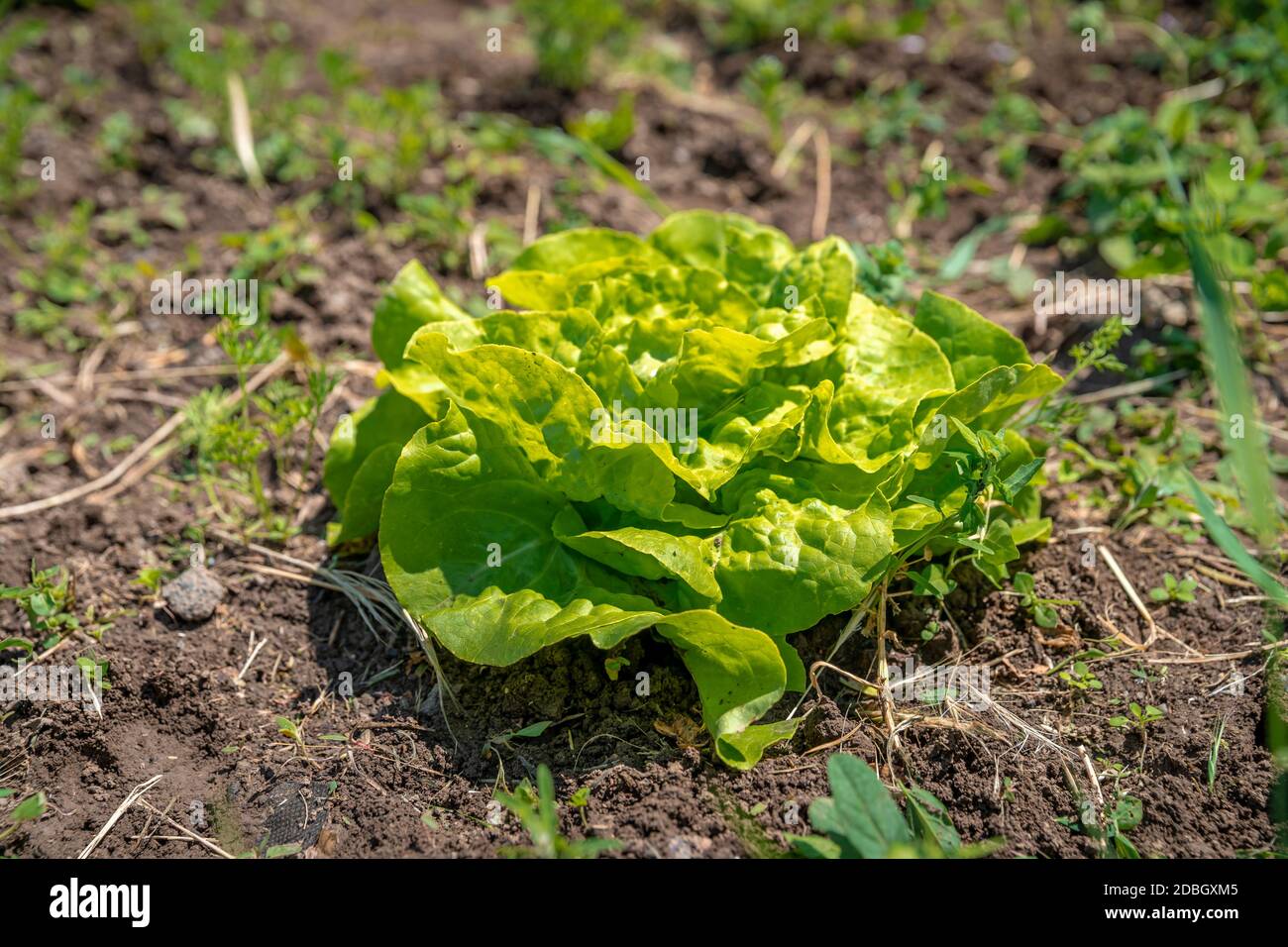 Kopf Salate in einem Feld auf einem Bio-Bauernhof ohne Pestizide und Chemikalien angebaut. Stockfoto