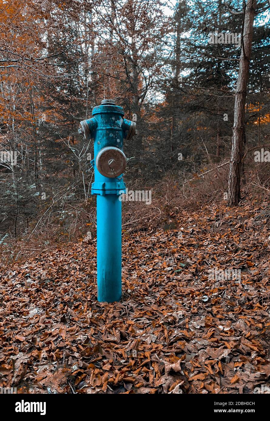 Alter Hydrant im Wald Stockfoto