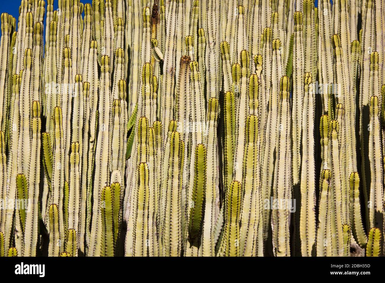 Nahaufnahme von riesigen Kaktusarten namens Cardon, heimisch auf den Kanarischen Inseln, Spanien Stockfoto