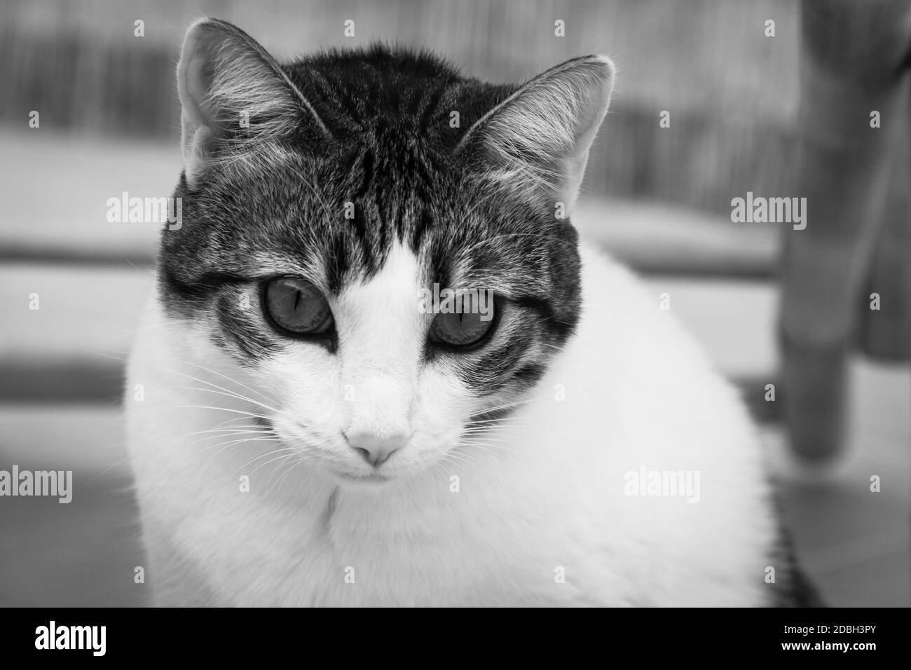 Nahaufnahme der Katze, die mit wachem Blick nach unten schaut. Schwarzweiß-Fotografie Stockfoto