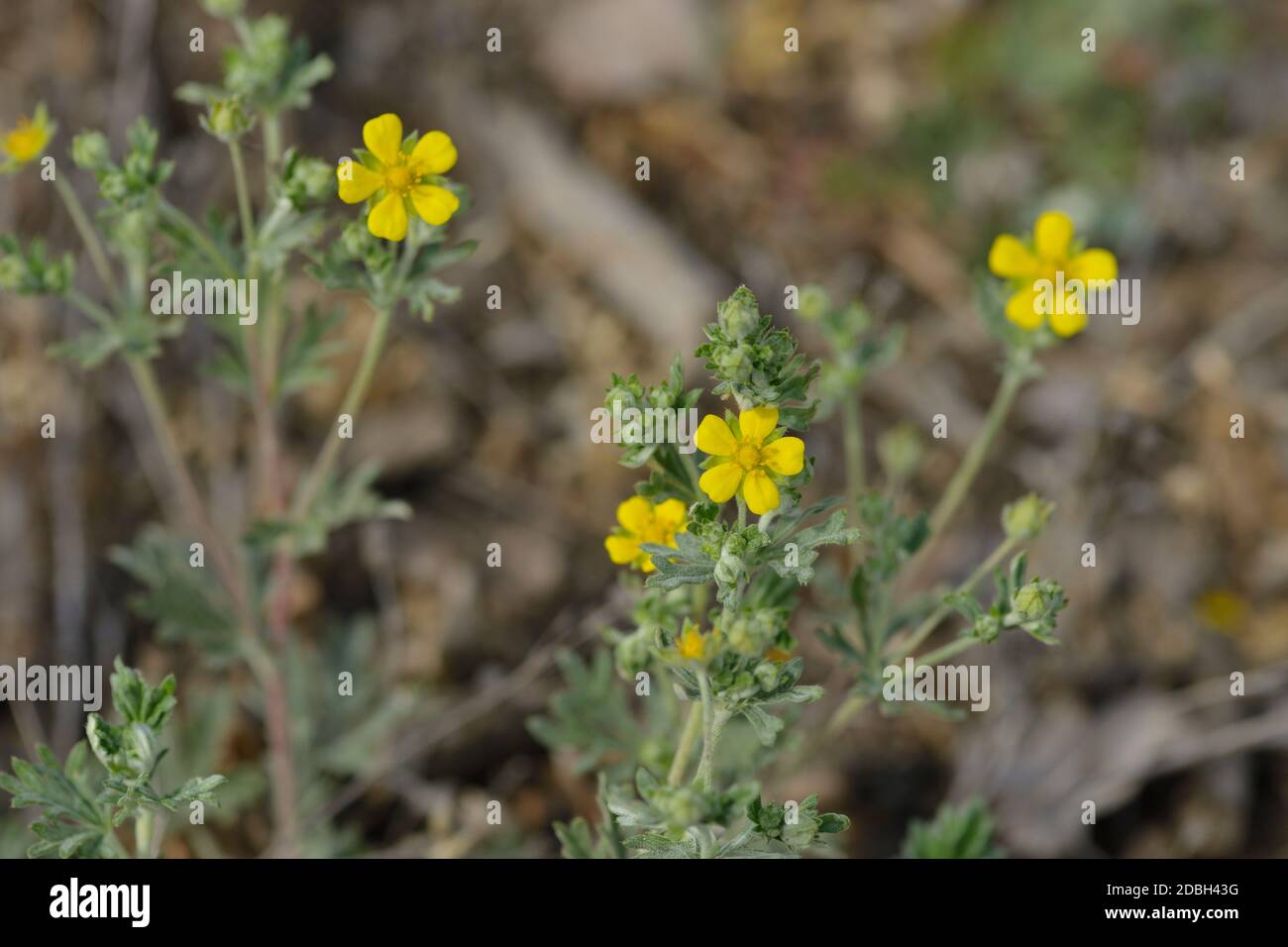 Potentilla argentea, bekannt als heiseres Zimtöl Stockfoto Potentilla argentea, bekannt als heiseres Zimtöl Stockfoto