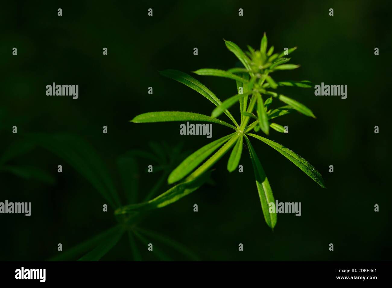 Blatt aus Galium aparine auf schwarzem Hintergrund Stockfoto