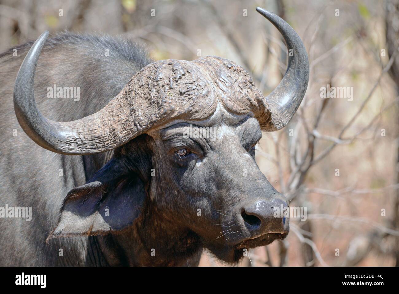 Cape Buffalo im Kruger National Park Stockfoto