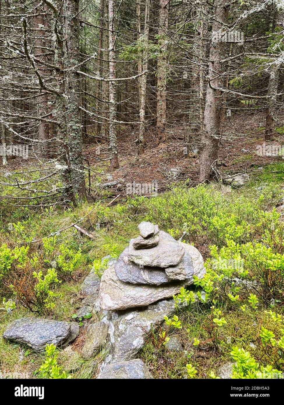 Mystic Tree, Nadelwald mit Fichte Stockfoto