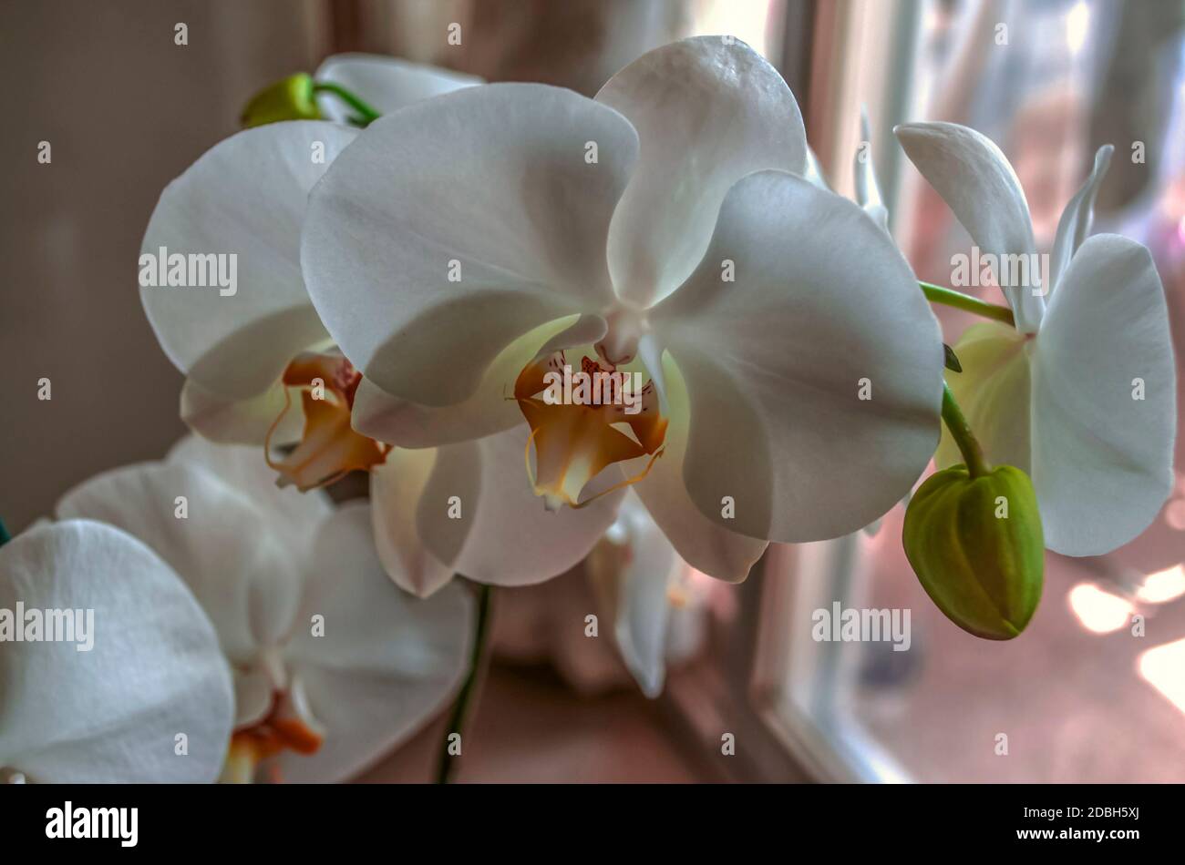 Große weiße Blüten der Phalaenopsis Orchidee mit einer Orange Mitte bedeckt mit dunklen Flecken und Knospen auf einem Ast In der Nähe des Fensters Stockfoto