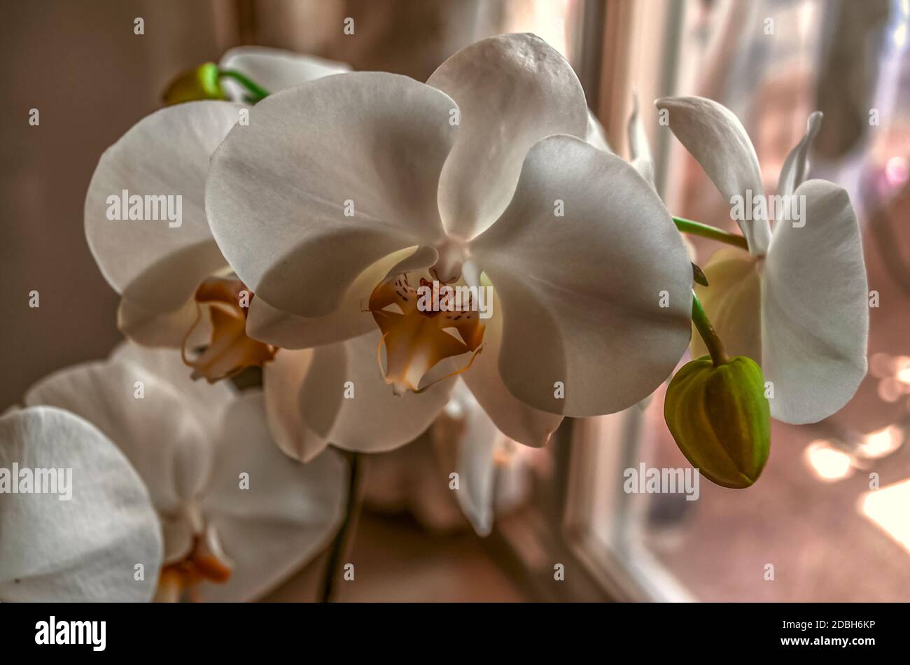 Weie Blten der Phalaenopsis Orchidee mit einem dunklen Gelb Mitte bedeckt  mit dunklen Flecken und Knospen auf Zweig in der Nhe Das Fenster  Stockfotografie - Alamy