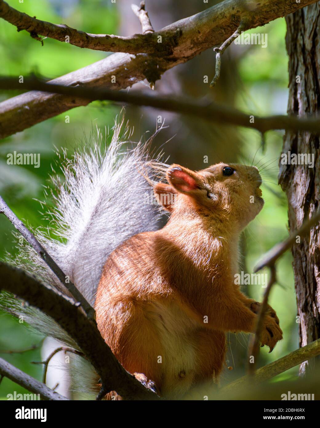 Ein kleines Eichhörnchen sitzt auf einem Baum zwischen den Blättern,  beleuchtet von der Sonne Stockfotografie - Alamy