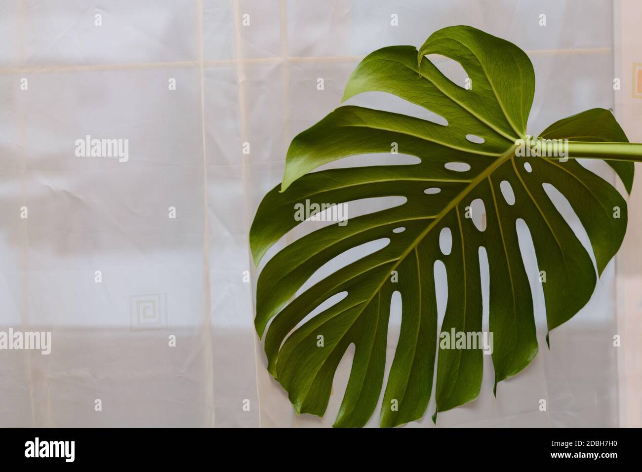 Großblättrige Zimmerpflanze – Nahaufnahme eines beeindruckenden  Schaufensterblatts der Kletterpflanze Stockfotografie - Alamy