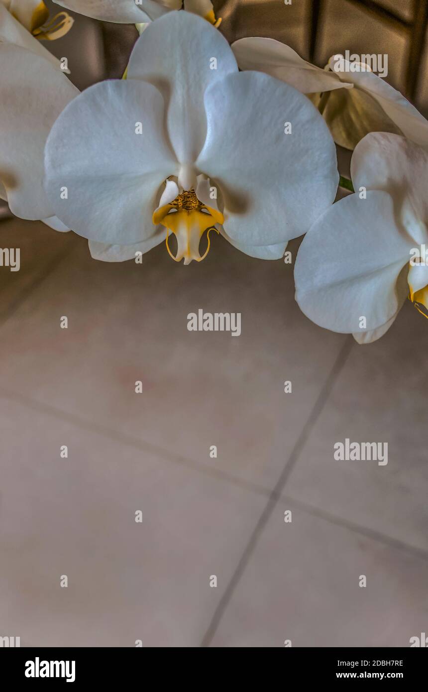 Groe weie Blten der Phalaenopsis Orchidee auf dem Hintergrund Eines  keramischen Fliesenbodens Stockfotografie - Alamy