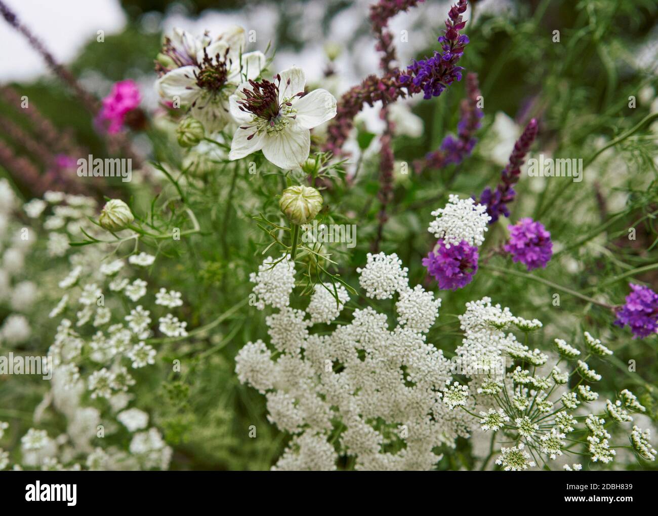 Blumen in den Gärten von Flora Soames Wiltshire Zuhause. Stockfoto