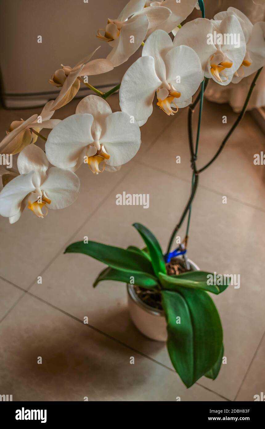 Weißer Topf mit großen weißen Blüten der Phalaenopsis Orchidee Auf einem langen Stiel, der auf dem Fliesenboden steht In der Nähe des Fensters Stockfoto