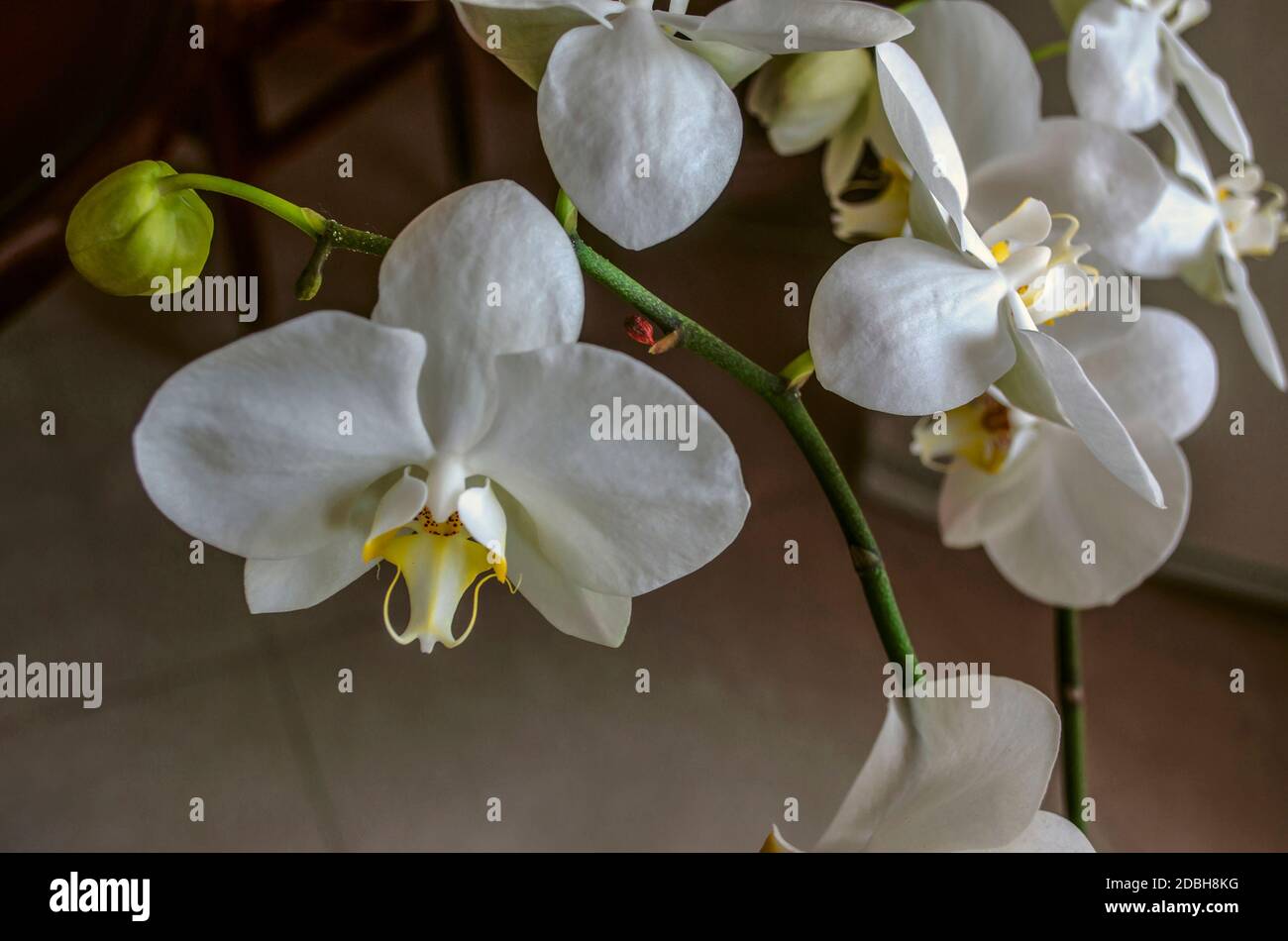 Zarte große weiße Blüten der Phalaenopsis Orchidee mit einem Orangefarbene Mitte mit Flecken und Knospen im Raum Stockfoto