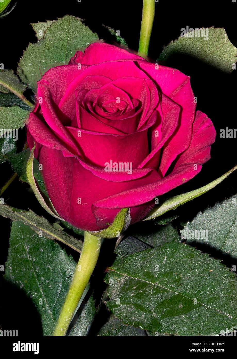 Frische Rosen auf einem Plan schwarzen Hintergrund Stockfoto