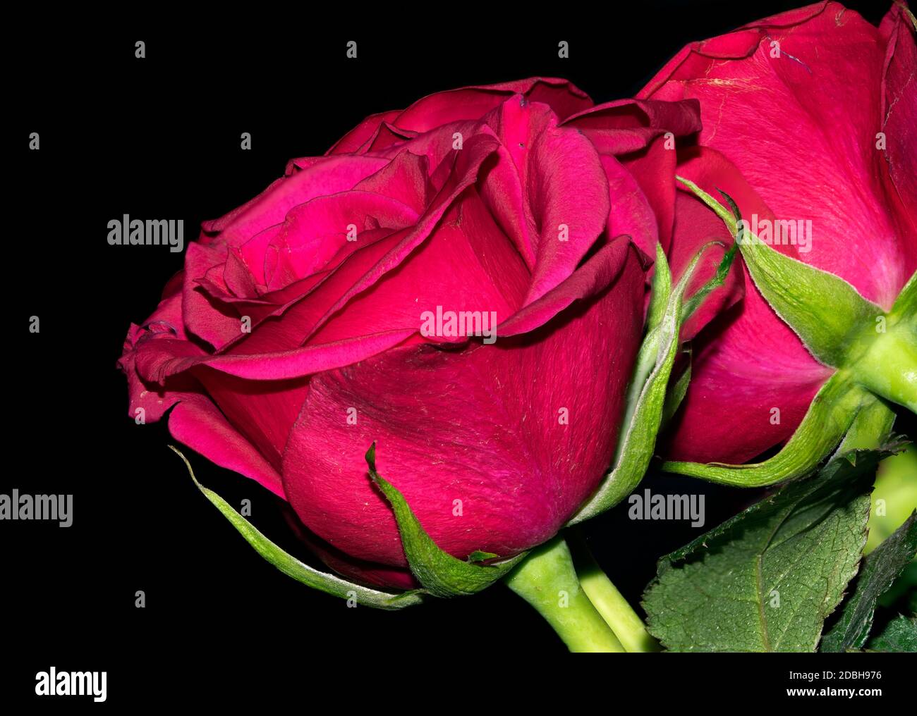 Frische Rosen auf einem Plan schwarzen Hintergrund Stockfoto