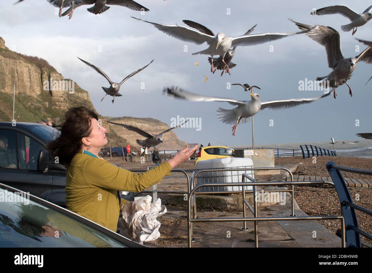 Frau, die Heringsmöwen füttert, allgemein als Möwen bezeichnet, besser gesagt als Europäische Heringsmöwe, Larus argentatus wird gefüttert, bekommt Nahrung, etwas zu essen, übrig gebliebene Fische und Chips. Unbeeindruckt, nur gierig und hungrig. Hastings East Sussex 2020 2020s UK HOMER SYKES Stockfoto