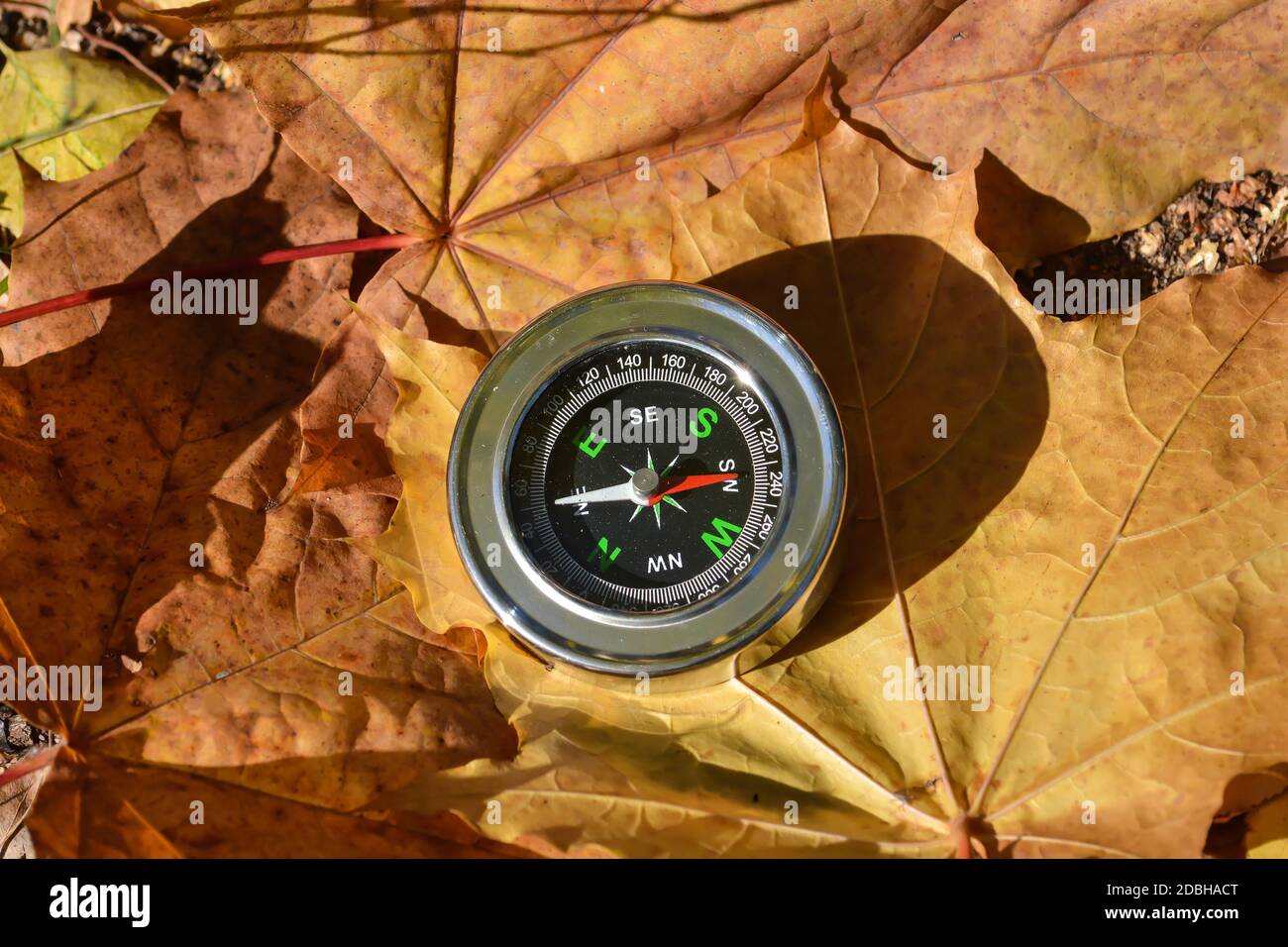 Kompass auf gefallenen Blättern. Verirren Sie sich nicht in diesem Herbst. Stockfoto