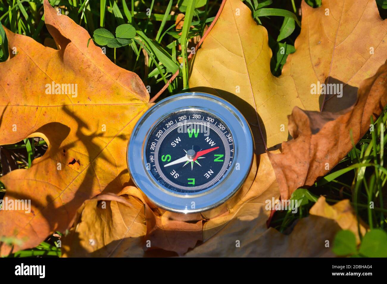 Kompass auf gefallenen Blättern. Verirren Sie sich nicht in diesem Herbst. Stockfoto