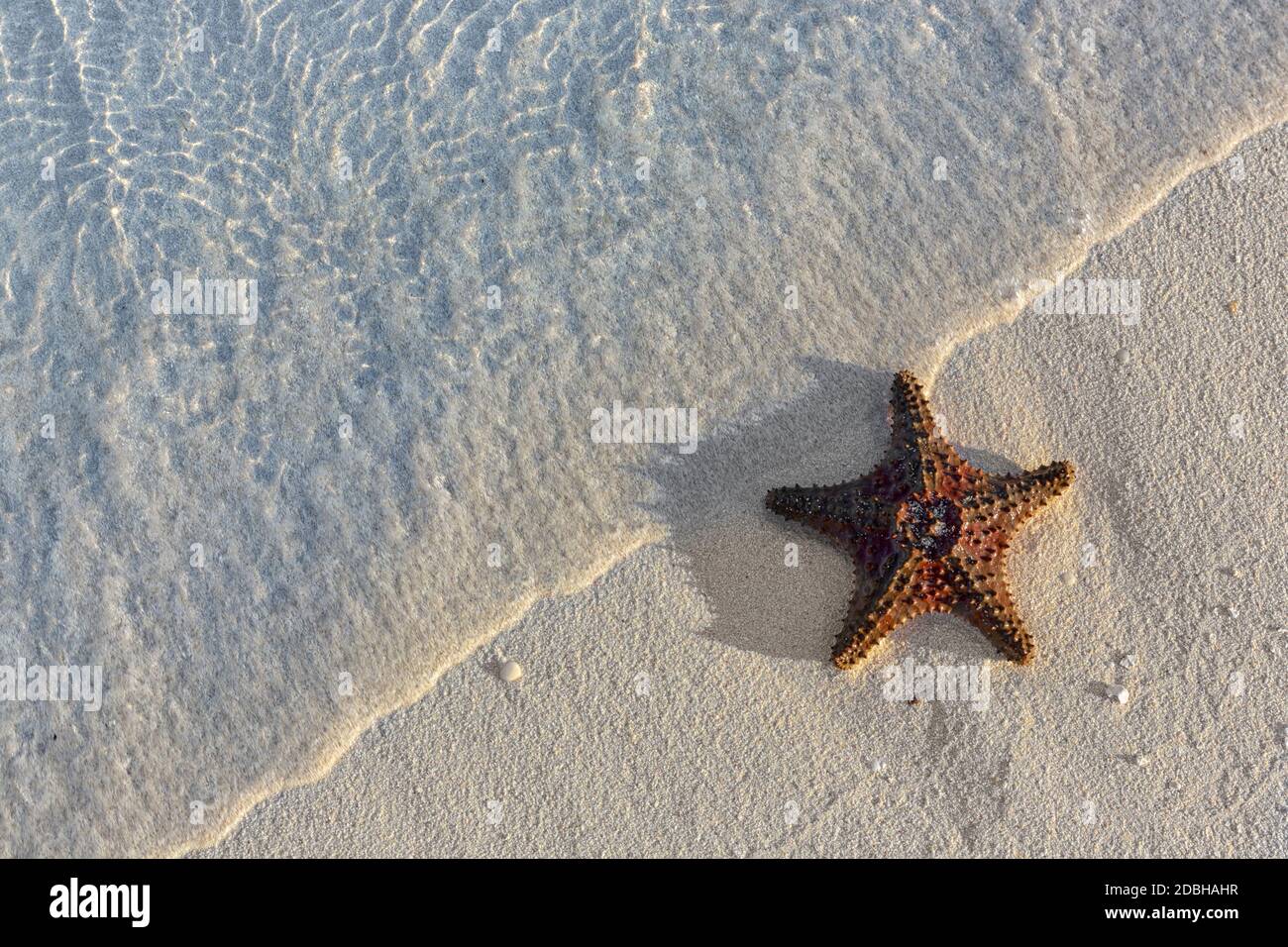 Muscheln Seestern auf tropischen Sand türkisfarbene Karibik Sommer Urlaub Symbol Stockfoto