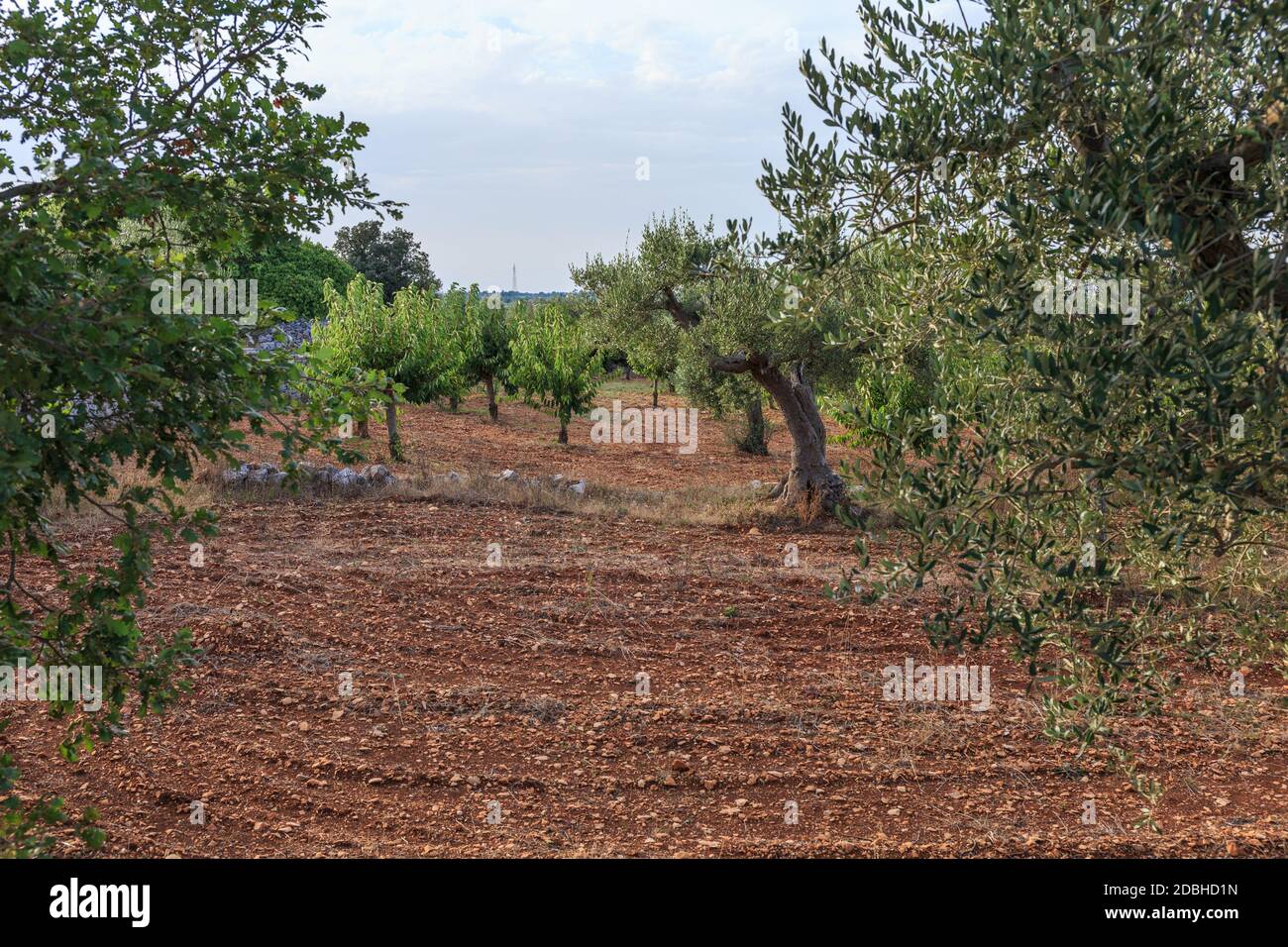 Ackerland mit Olivenbäumen, Apulien, Italien Stockfoto