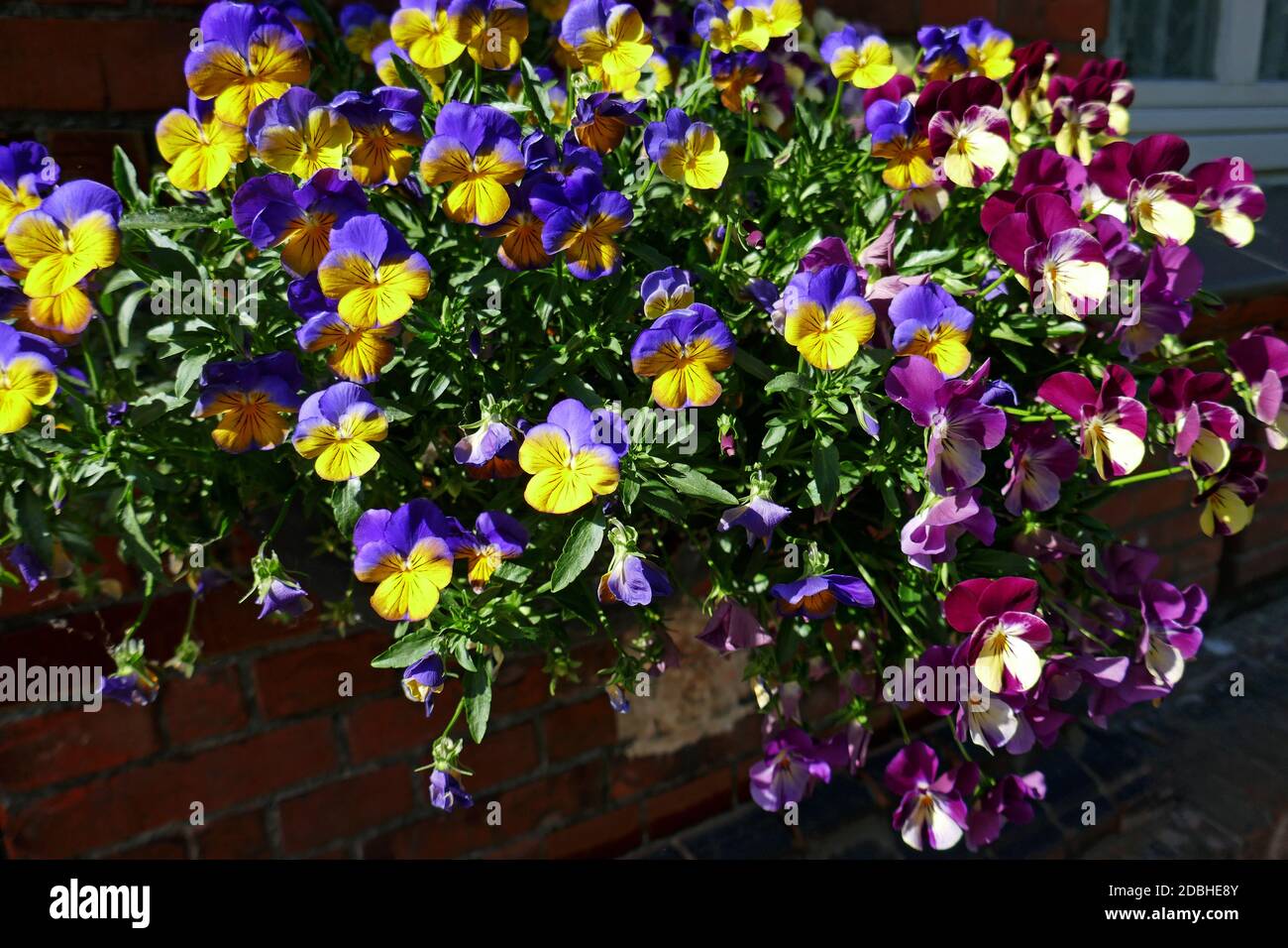Gehörnte violette Blume Viola cornuta Stockfoto