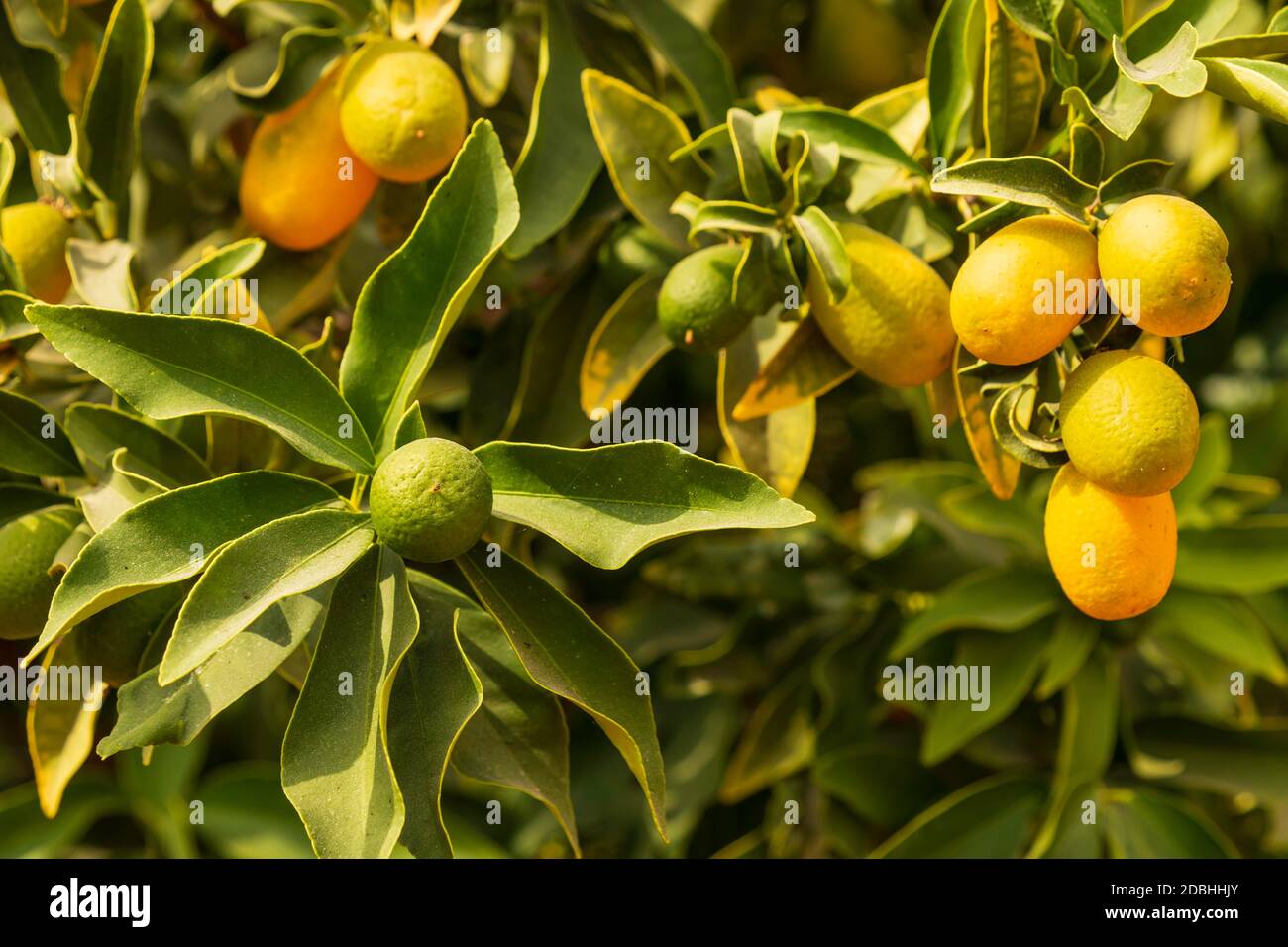 Reifende Früchte des Kumquat-Baumes in grünem Laub schließen sich Nach oben Stockfoto