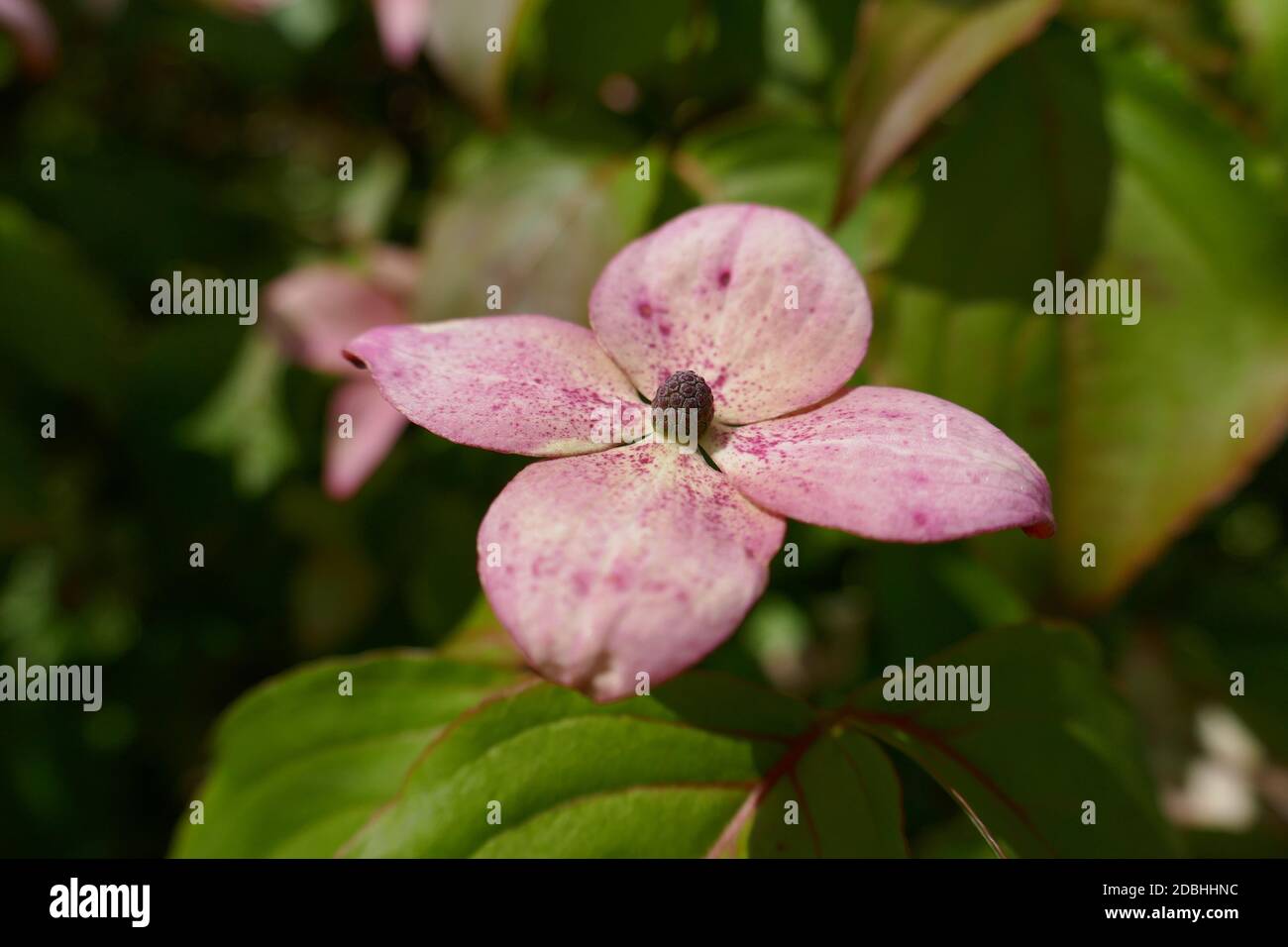 Cornus kousa Stockfoto