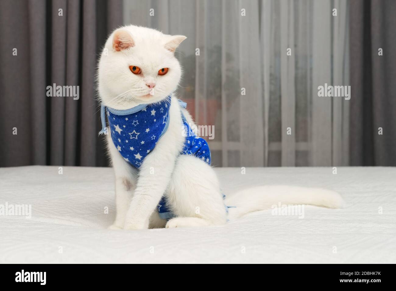 Wiederherstellung weiße kurzhaarige reinrassige britische Katze mit leuchtend orangefarbenen Augen tragen Schutzverband nach Bauchoperation. Stockfoto