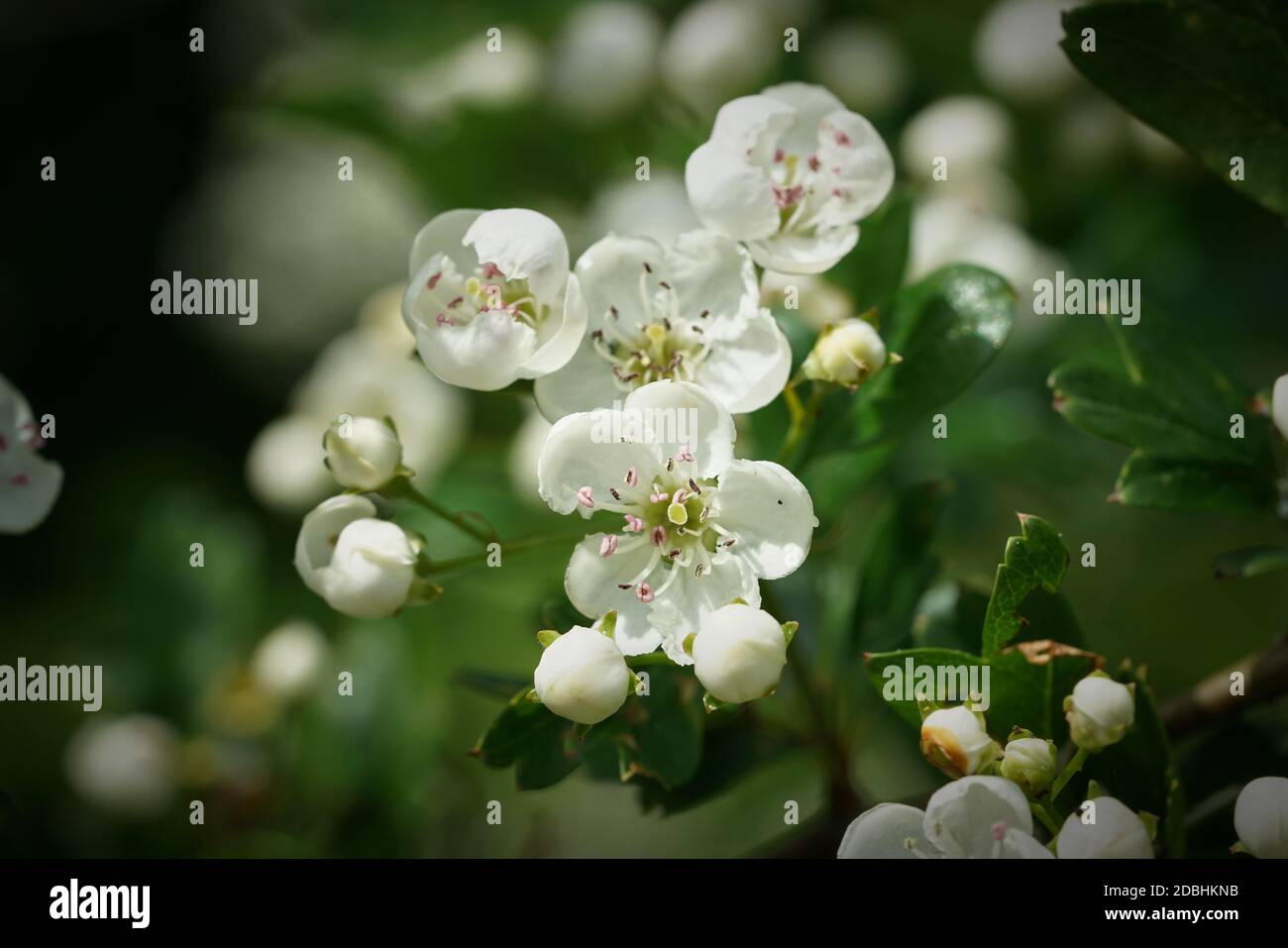 Blüten eines einspurigen Weißdorns (Crataegus monogyna) im Frühjahr Stockfoto