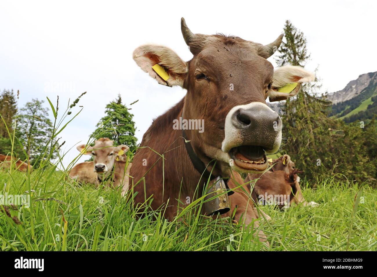 Lustiges Foto einer Kuh mit Hörnern und Glocke mit Offener Mund in den Bergen Stockfoto