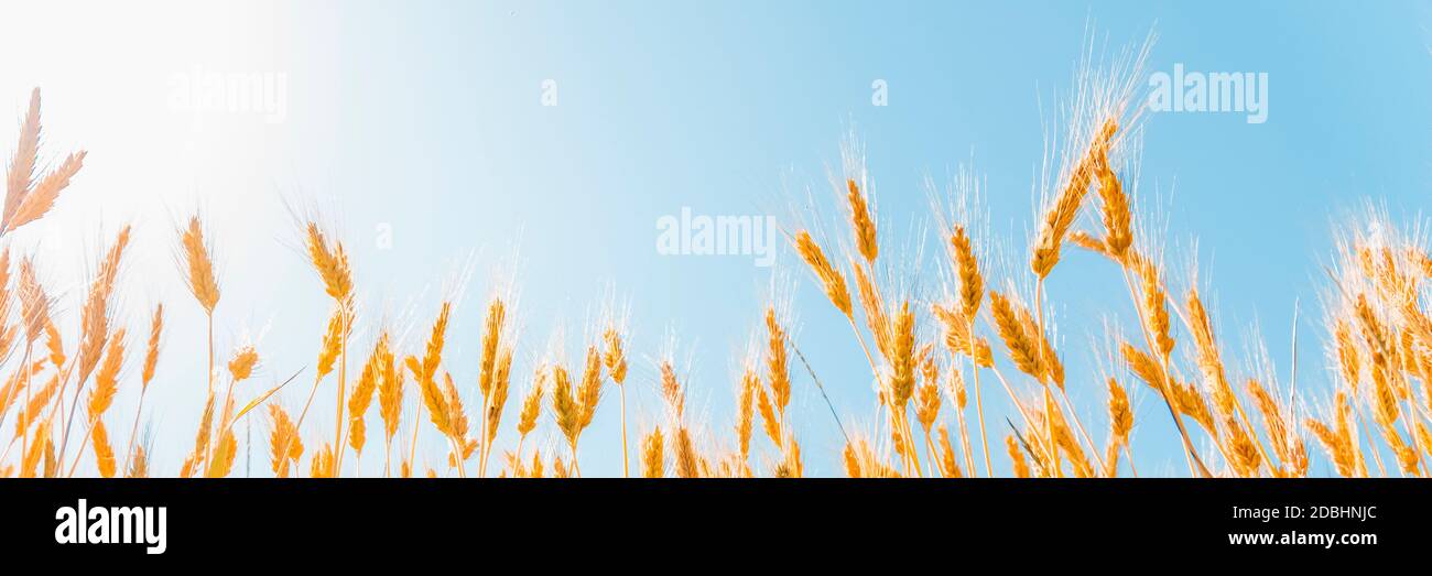 Ohren von goldenem Weizen am sonnigen blauen Himmel Nahaufnahme Hintergrund Stockfoto