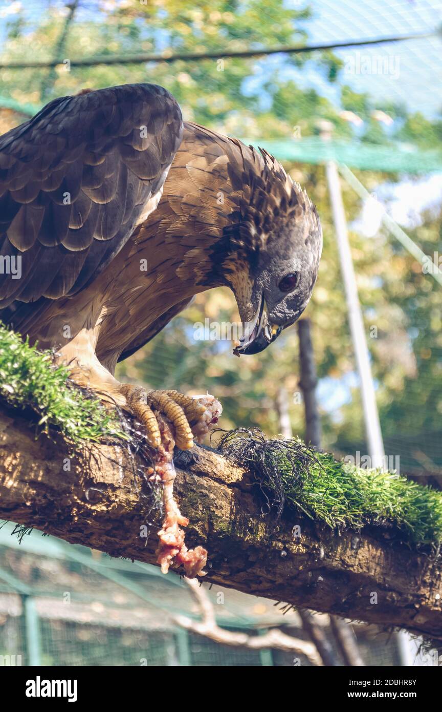 Honigbussard sitzt auf dem Ast und isst frisches Huhn Fleisch Stockfoto