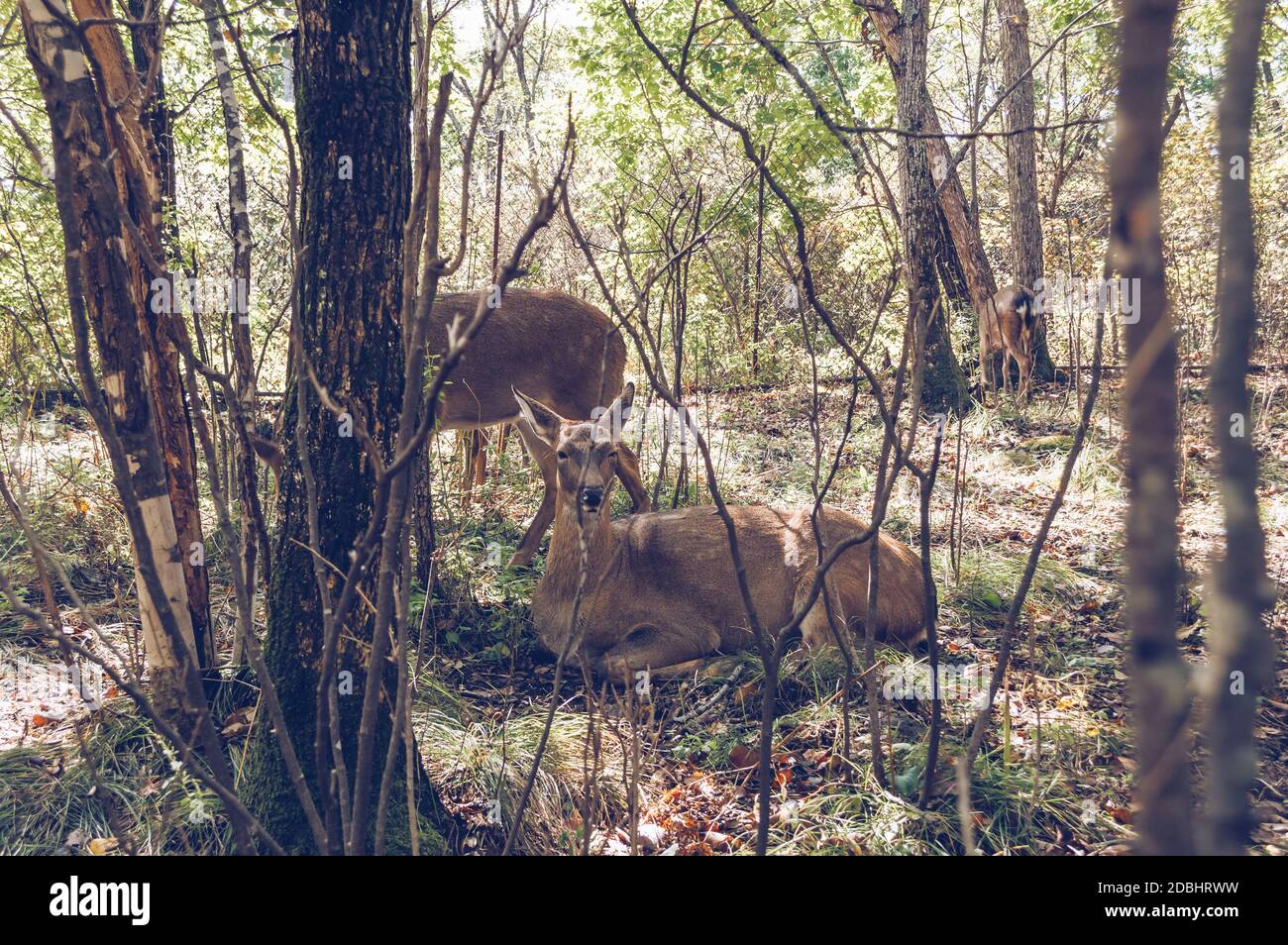 Blick durch die Äste auf dem Boden ruhen Mandschurische Wapiti Stockfoto