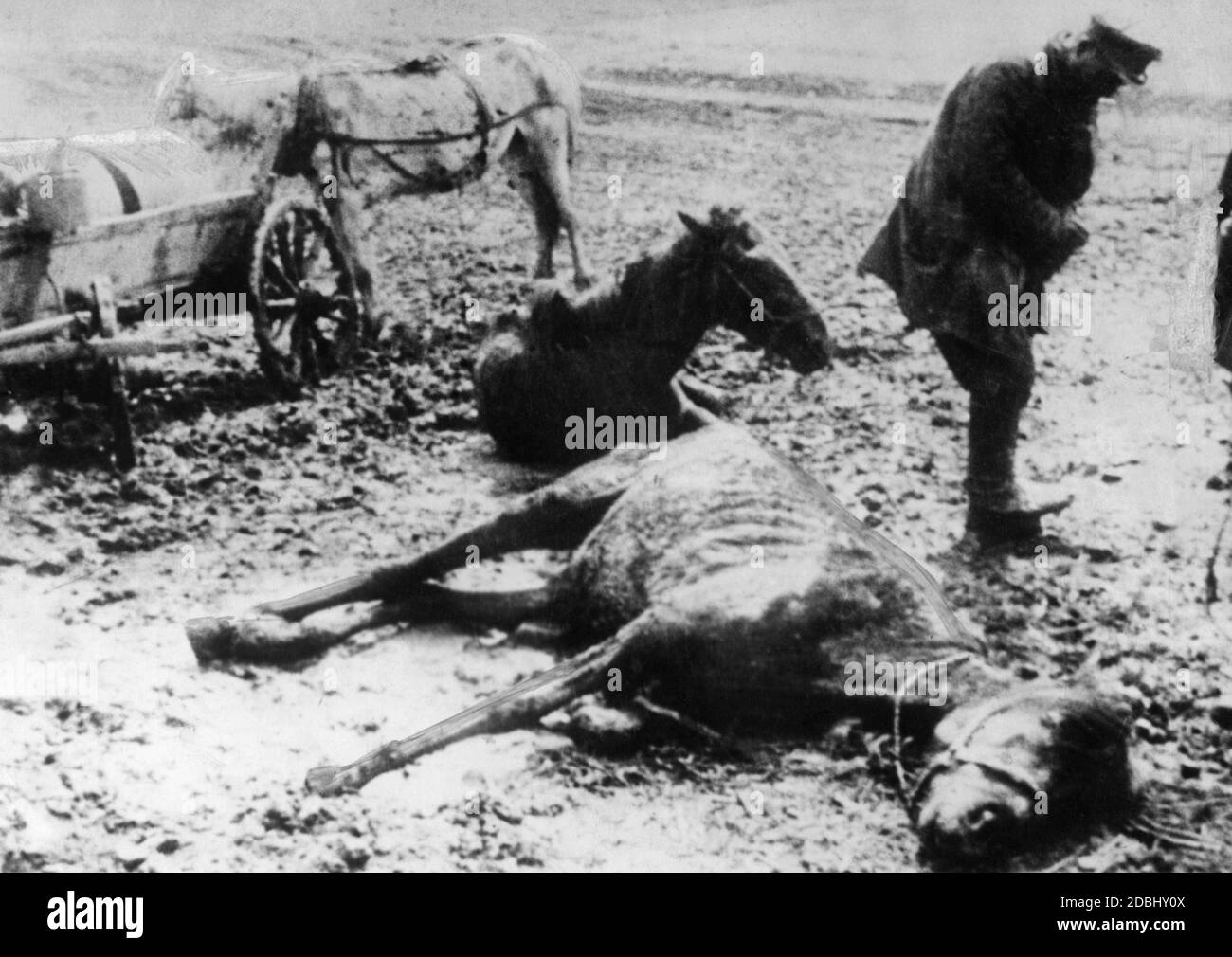 Während der katastrophalen Hungersnot in der Sowjetunion verhungerte ein Pferd auf einem Feld. Stockfoto