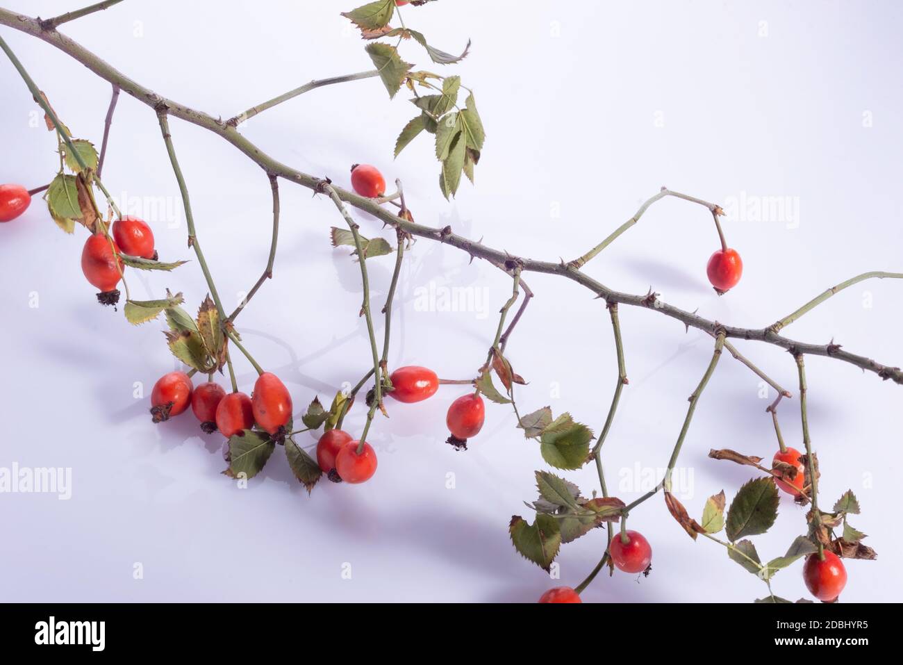 Hagebuttenzweige mit roten Beeren auf weißem Hintergrund viele Frische Hagebutten auf einem Tisch mit Korb Stockfotografie