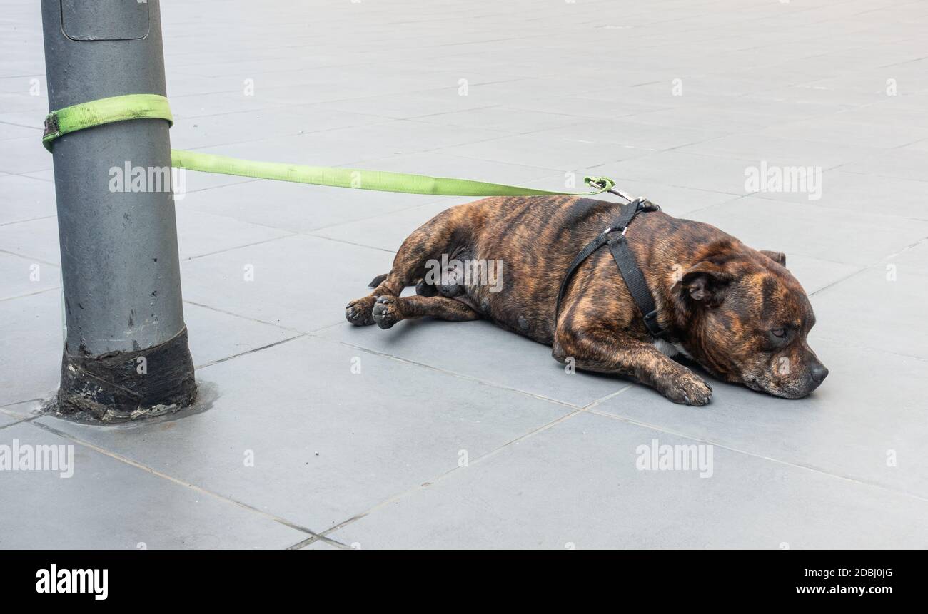 Pit Bull Terrier an Lampenpfosten außerhalb des Ladens gebunden. Stockfoto